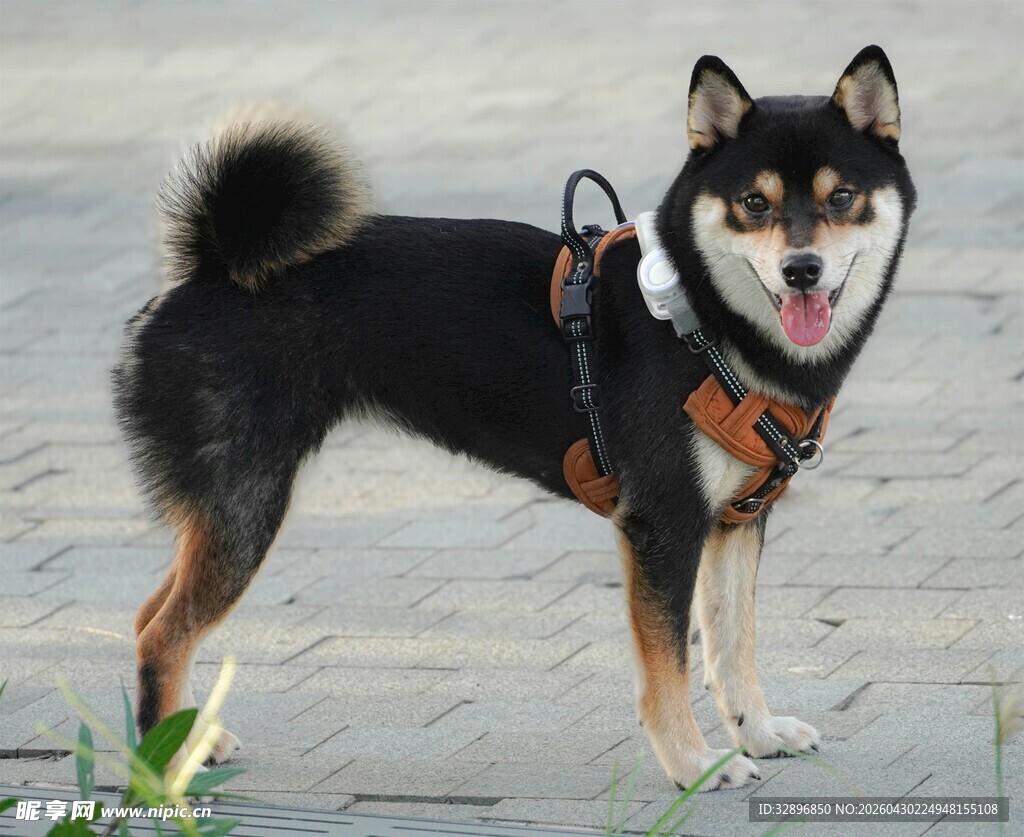 帅气站立的可爱柴犬
