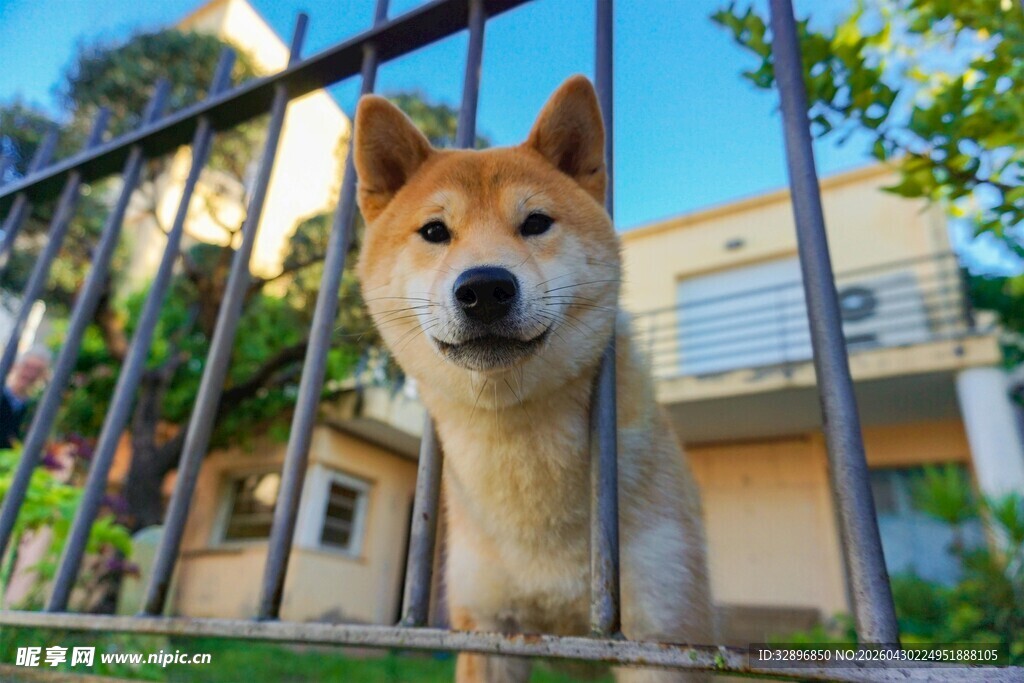 栅栏后的柴犬