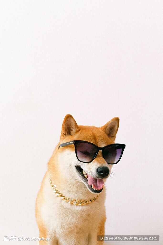 酷萌柴犬戴墨镜耍帅