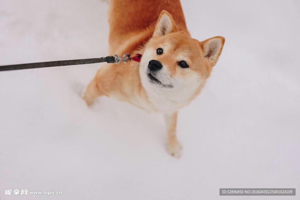 雪地中被牵引绳牵着的柴犬
