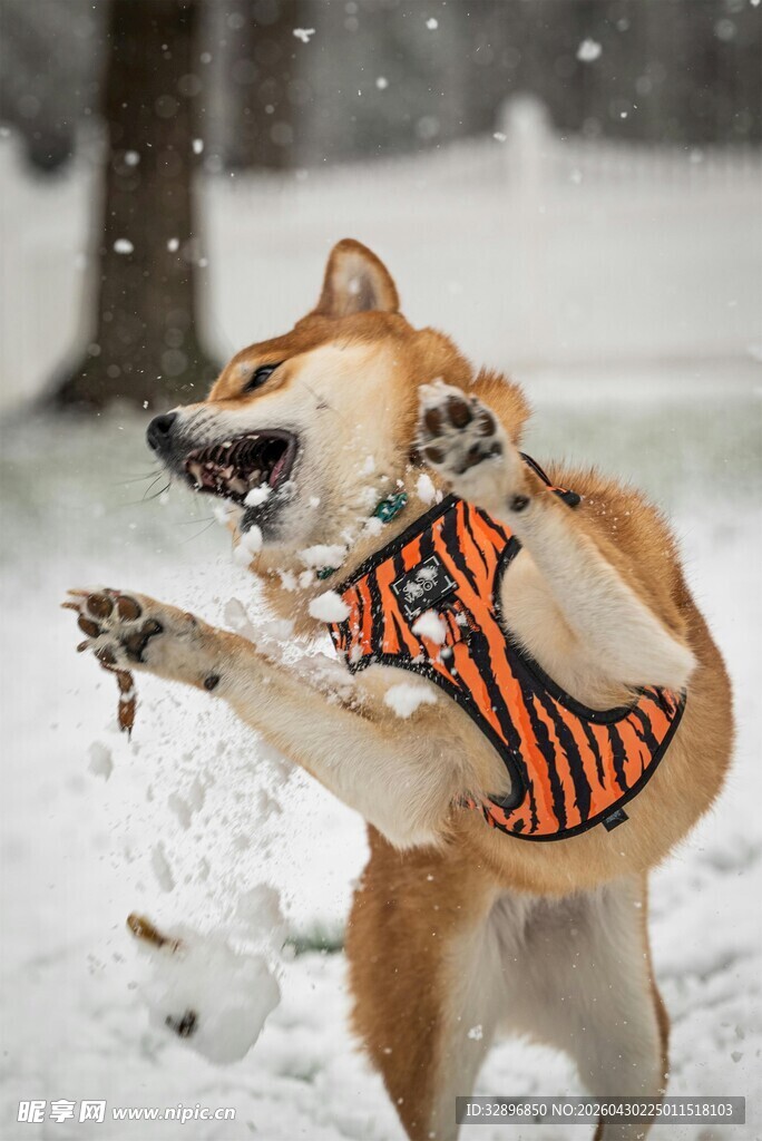 雪地中狗狗跃起玩飞盘