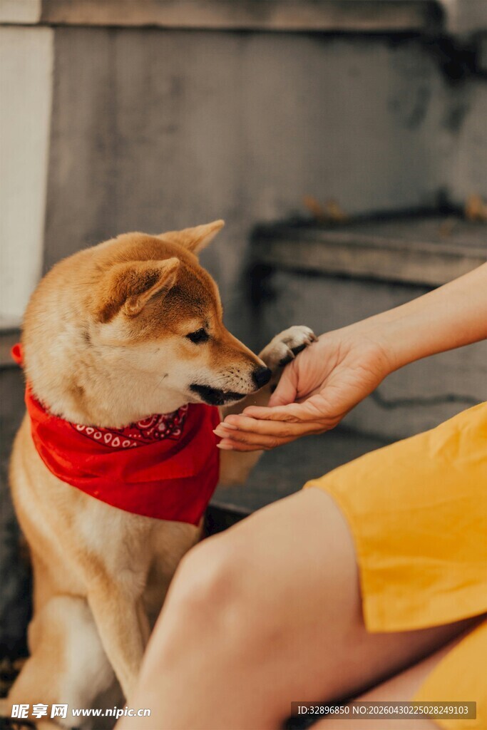 女子喂食可爱戴巾小柴犬