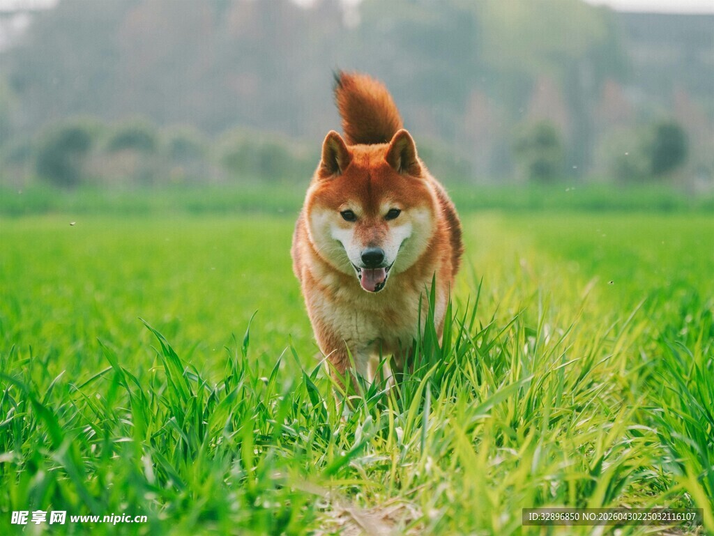 草地上奔跑的可爱柴犬