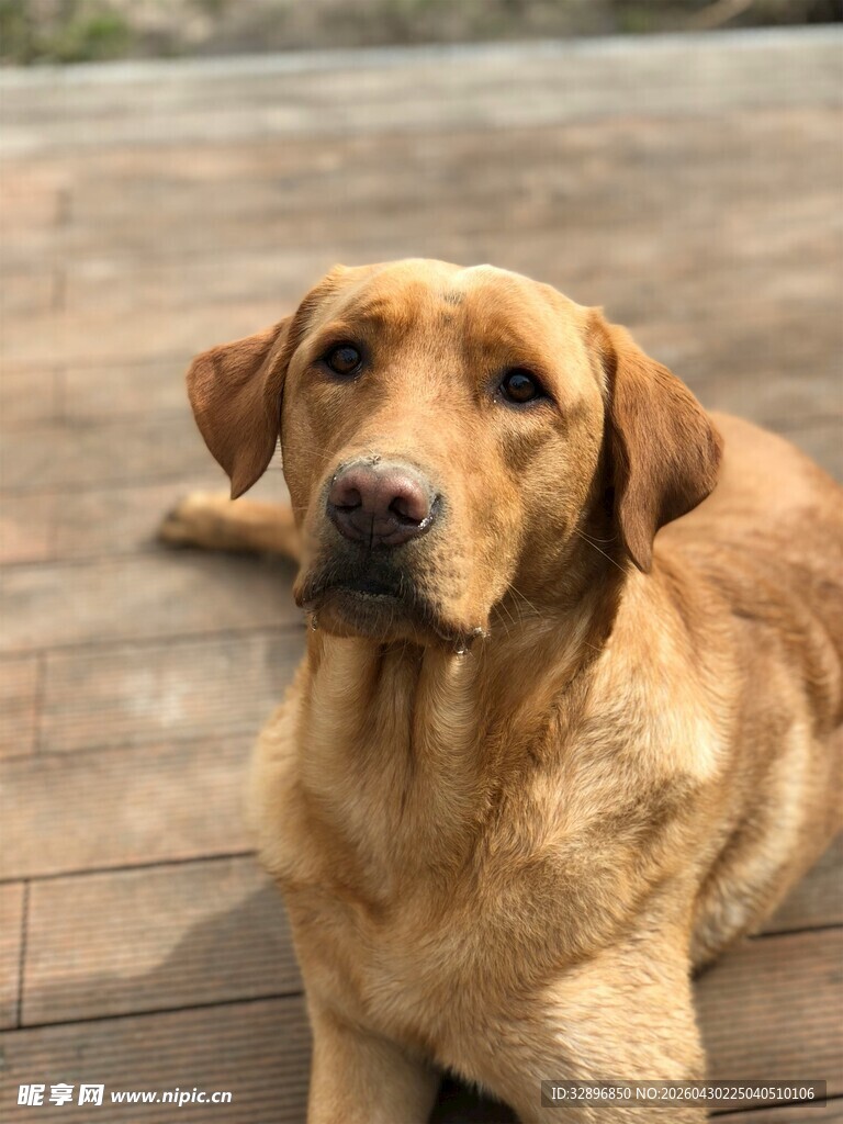 趴卧的棕色拉布拉多犬