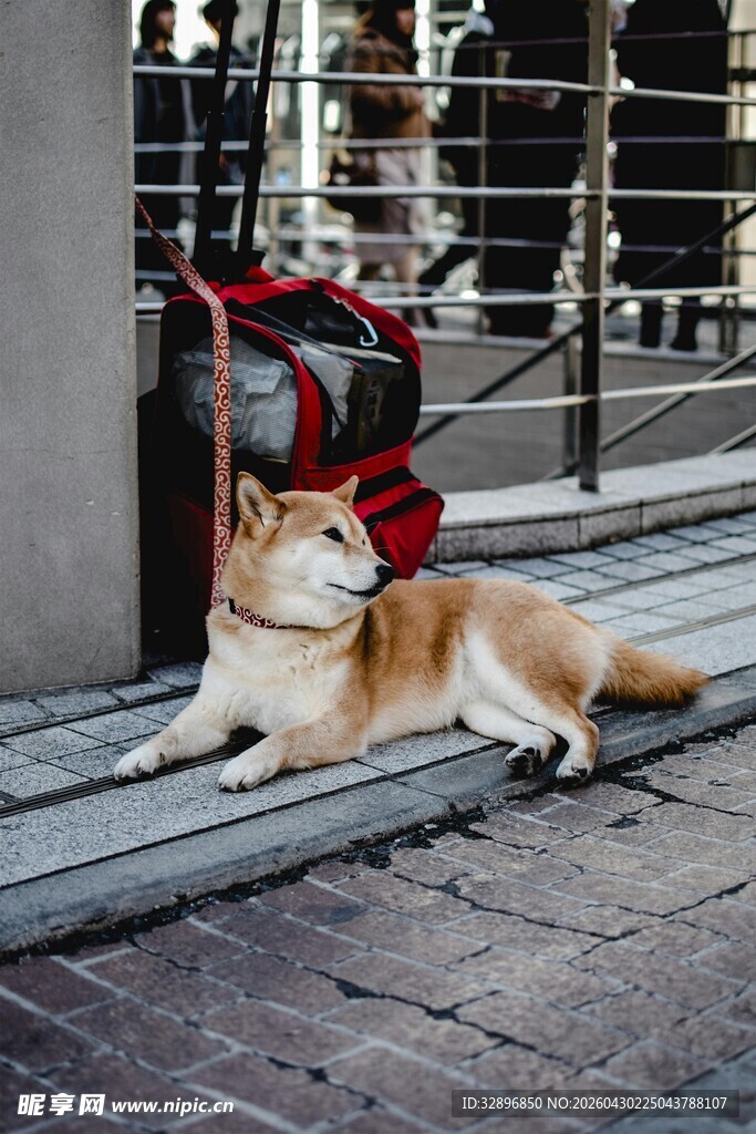 街头休憩的可爱柴犬