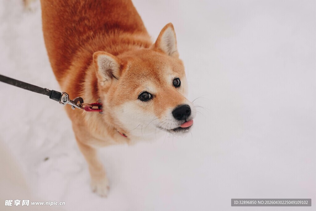 雪地中被牵引的可爱柴犬