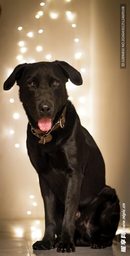 可爱黑犬坐于温馨灯光下