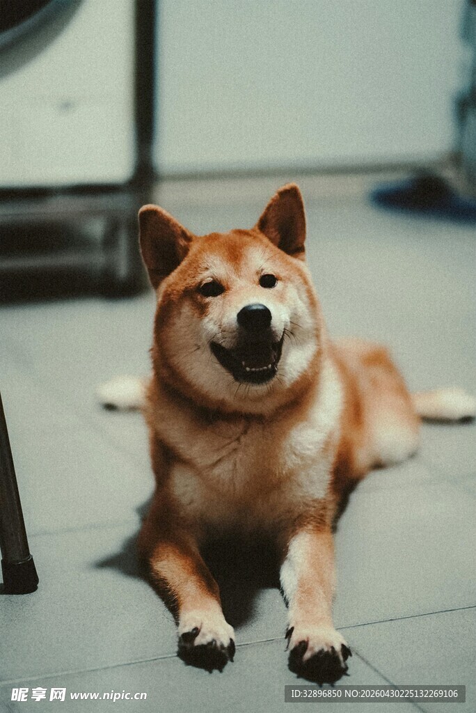 可爱柴犬趴地惬意模样