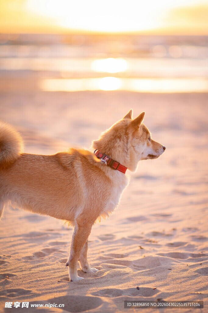 沙滩上的狗狗沐浴夕阳