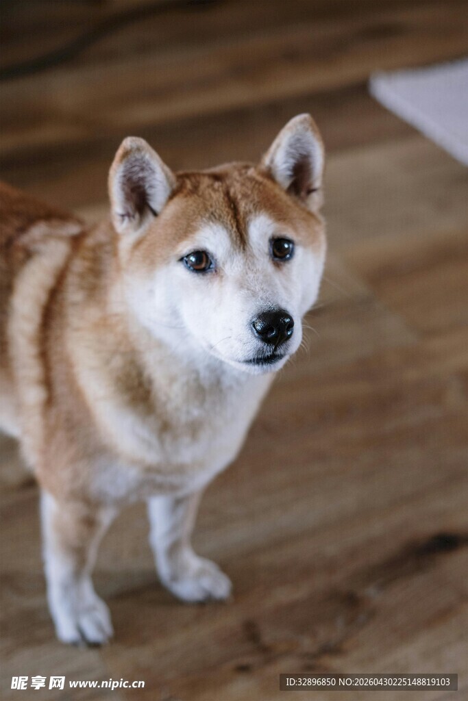 可爱柴犬站立木地板上