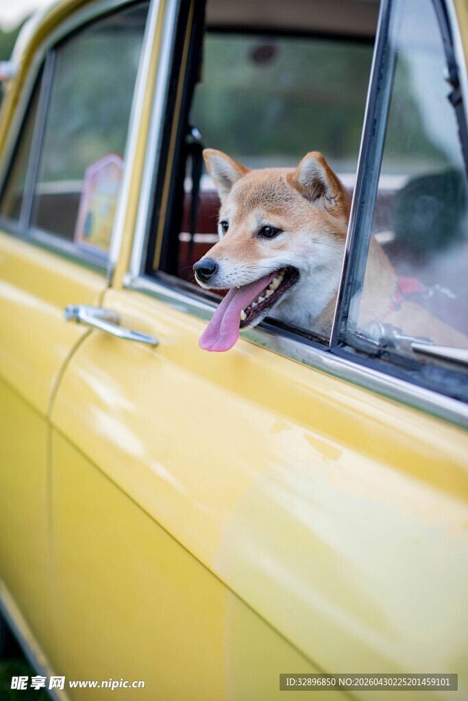 车内探出头的快乐柴犬