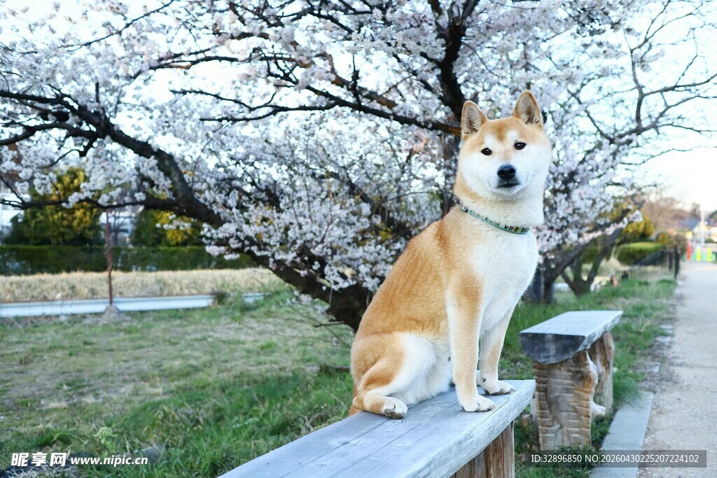 柴犬坐长椅赏烂漫春花