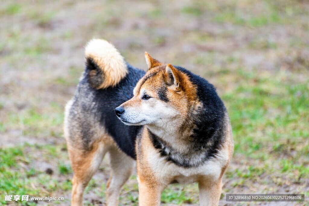 站立的柴犬看向一侧