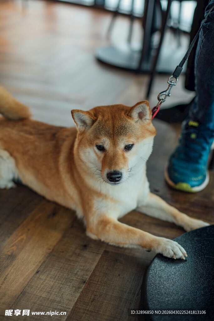 趴在木地板上的可爱柴犬