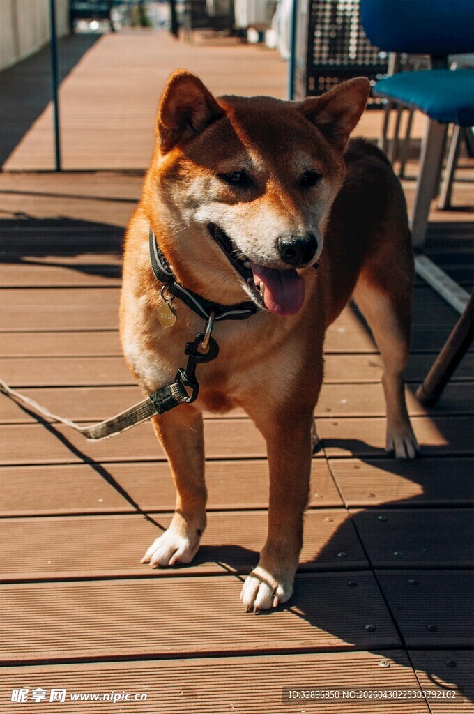 户外木栈道上的可爱柴犬