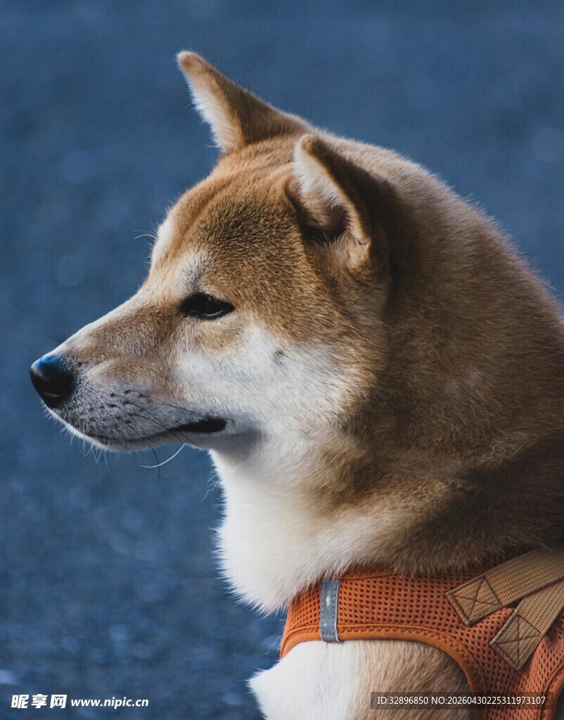 帅气柴犬身着橙色背带