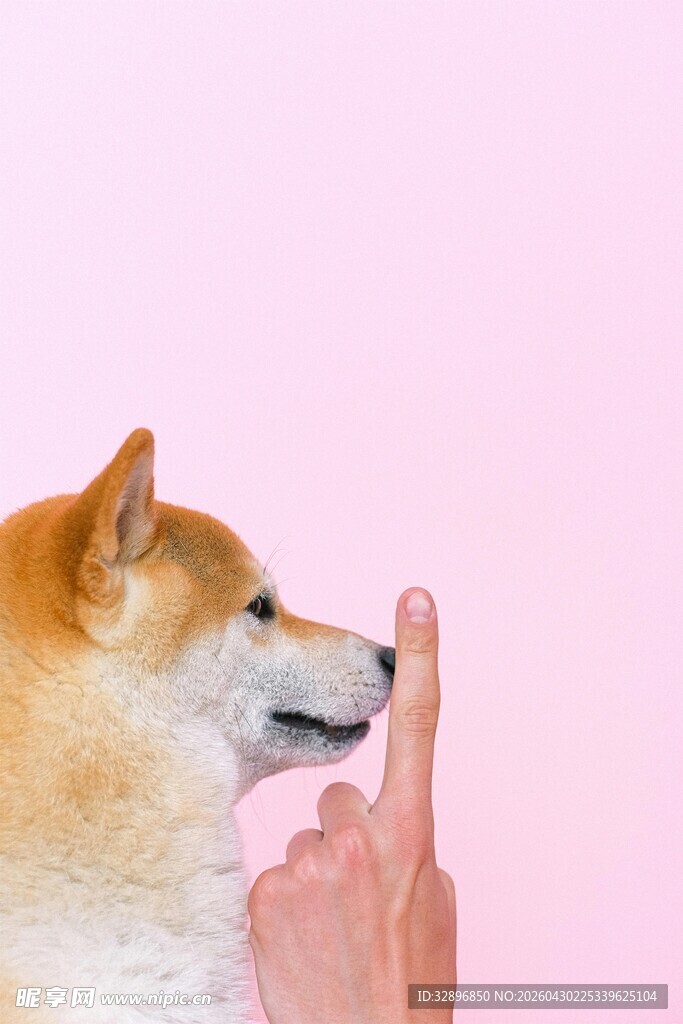 手指逗趣柴犬瞬间