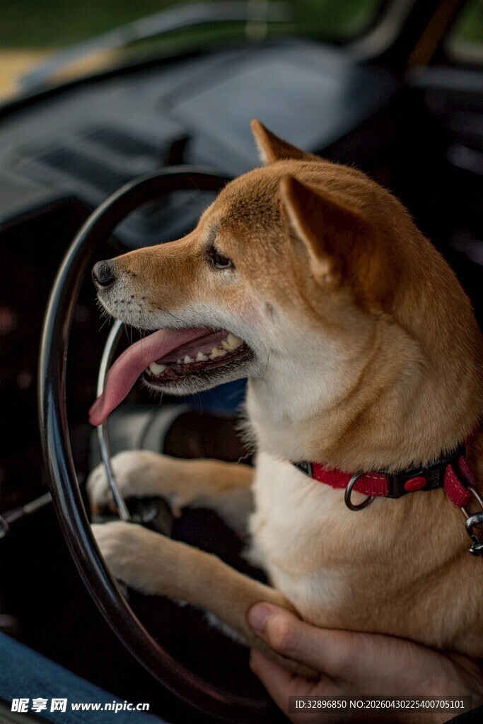 柴犬开车模样超可爱