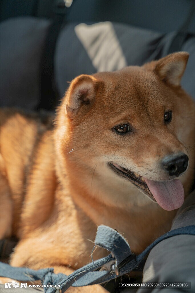 车内惬意的柴犬