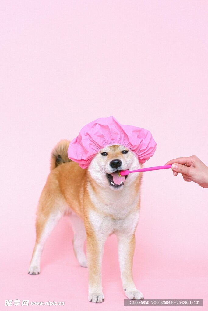 戴粉帽刷牙的可爱柴犬