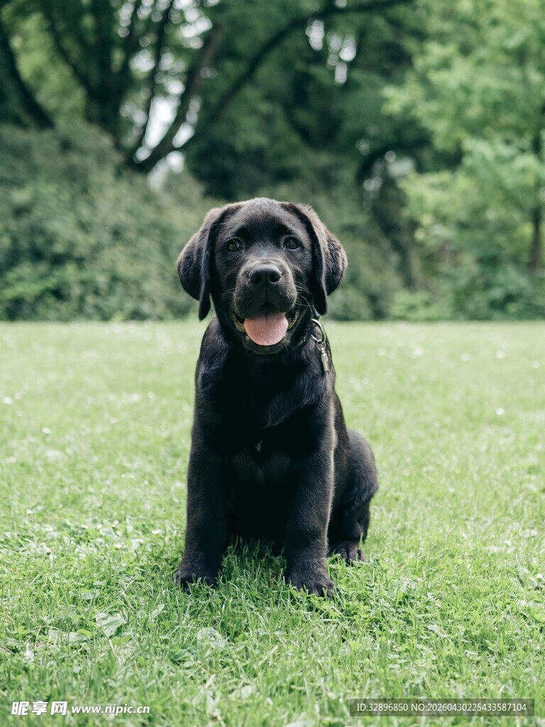 黑色拉布拉多幼犬坐于草地