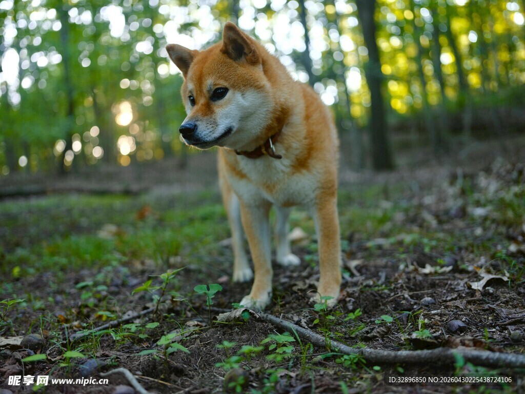 林间柴犬漫步