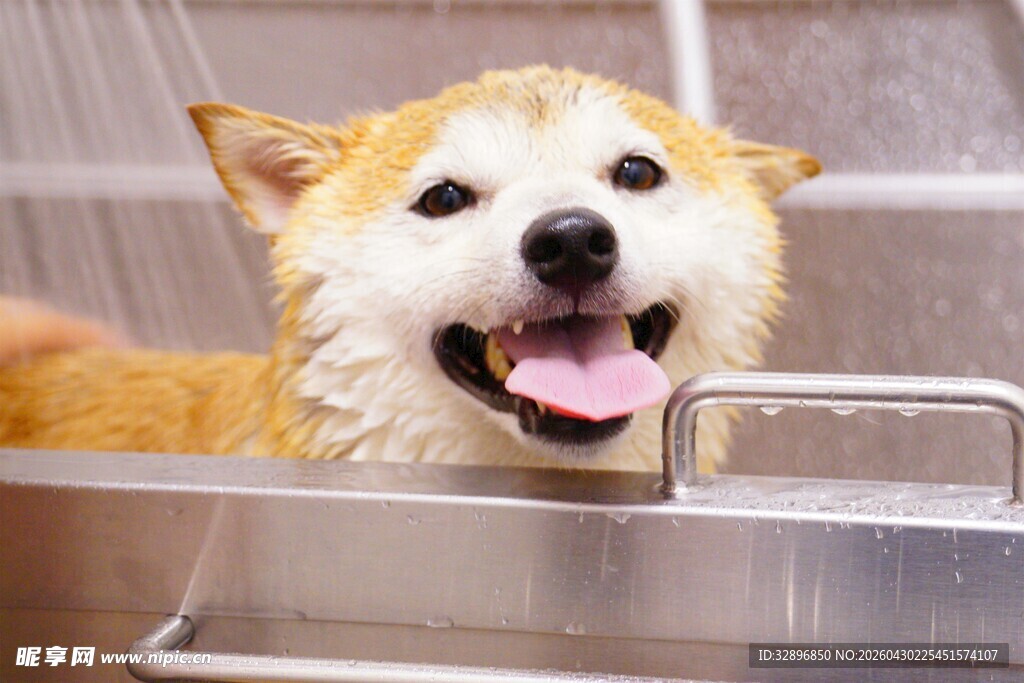 洗澡的快乐柴犬