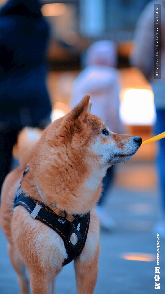 街头帅气的拴绳柴犬