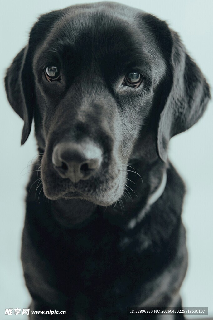 可爱黑拉布拉多犬特写