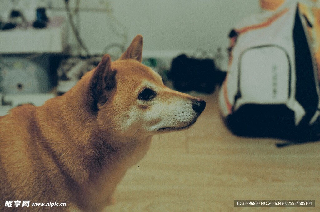 室内可爱柴犬看向一侧