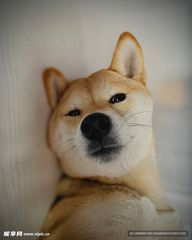 可爱柴犬惬意靠墙卖萌