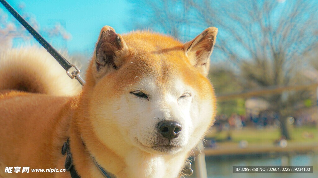 阳光下的可爱柴犬