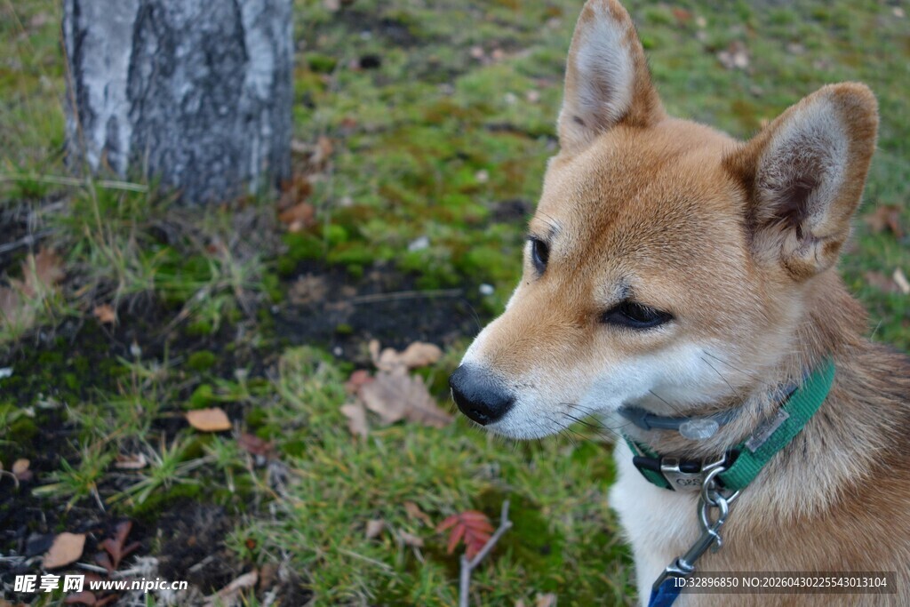 户外的可爱柴犬