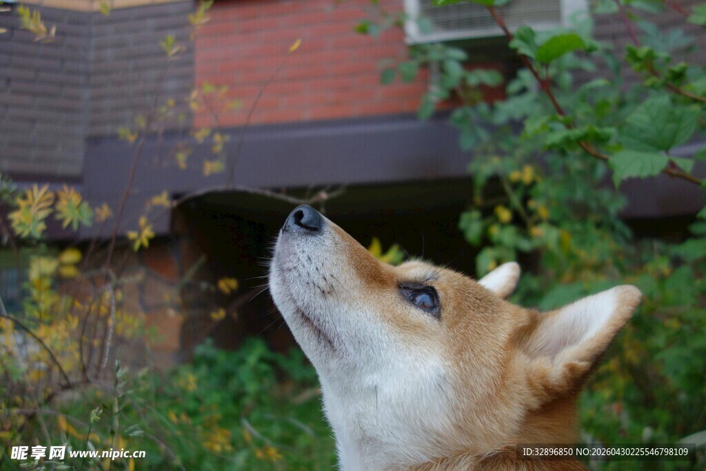 仰头望景的可爱柴犬