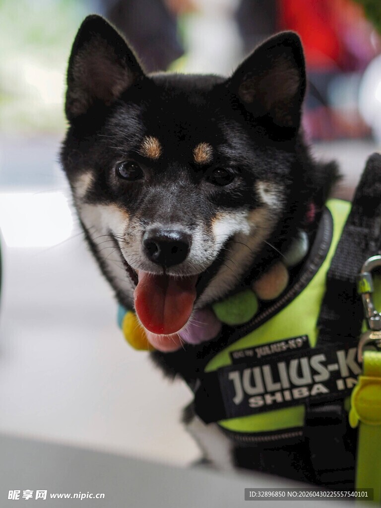 可爱警犬露出开心笑容