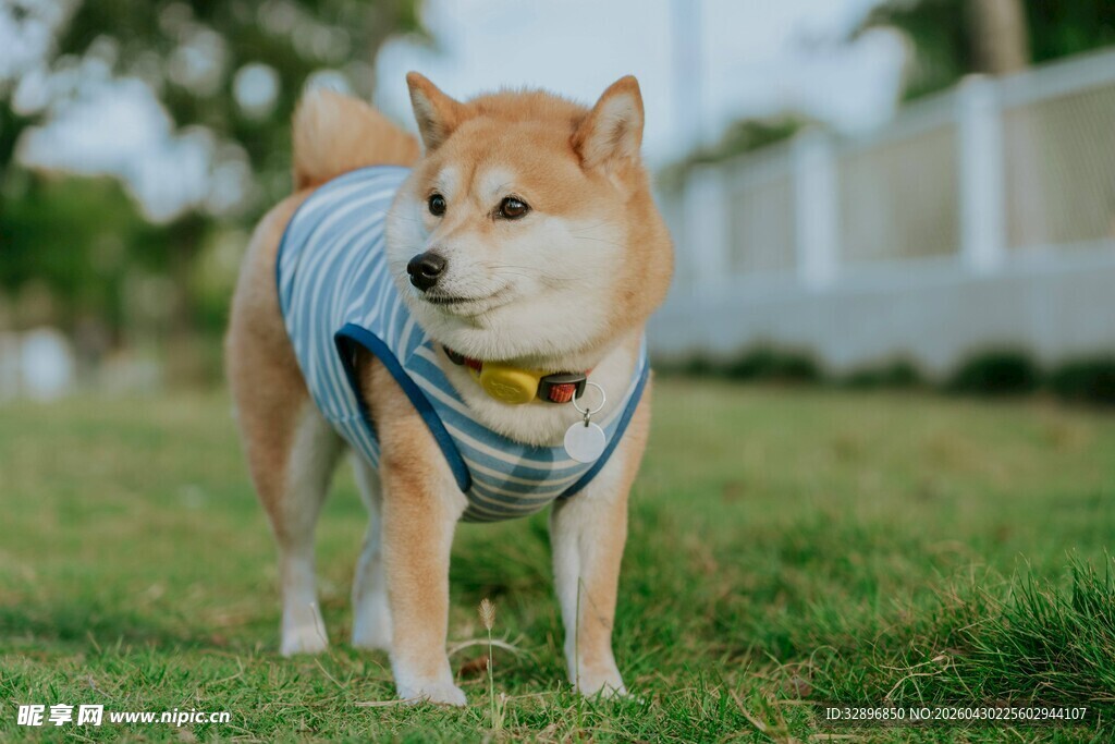 草地上穿着衣服的柴犬