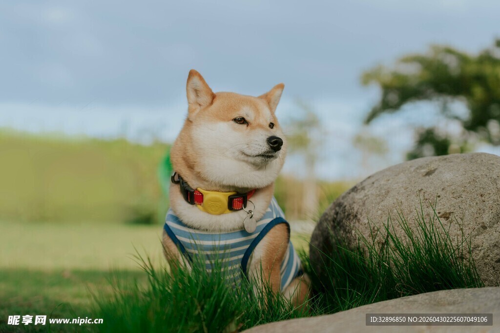 穿条纹衣的可爱柴犬