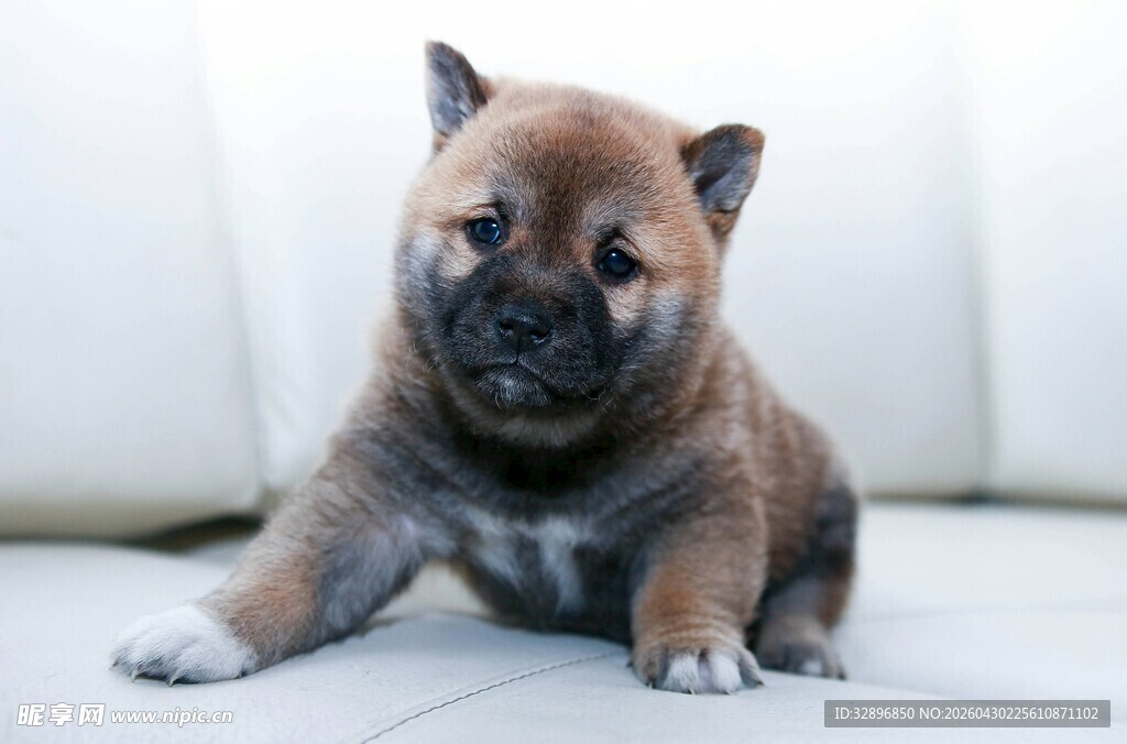可爱小柴犬乖巧坐姿