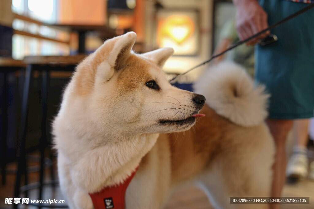 可爱秋田犬被牵在室内