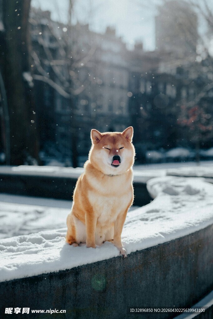 雪地中的可爱柴犬