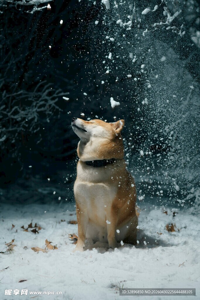 雪中萌犬仰头赏雪