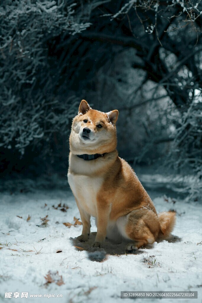 雪地中坐着的可爱柯基犬