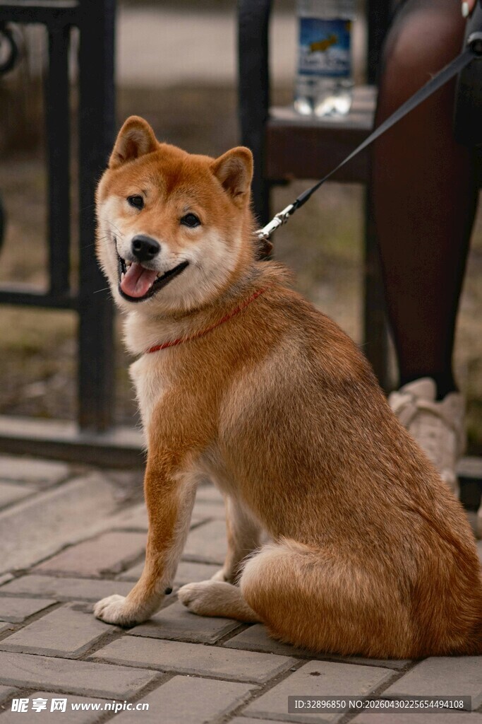 可爱柴犬坐地吐舌卖萌