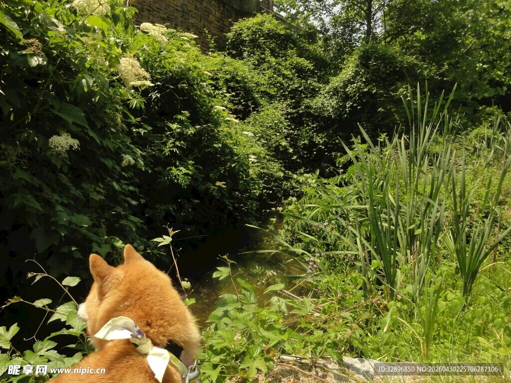 林间休憩的可爱柴犬