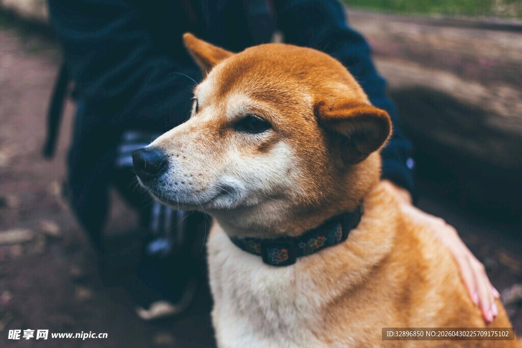 可爱柴犬专注侧视