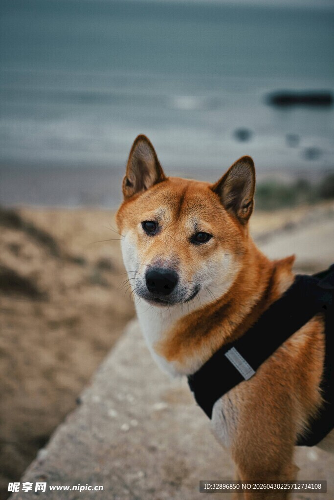 海边的柴犬