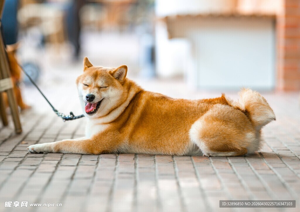 悠闲的柴犬惬意地趴在地上