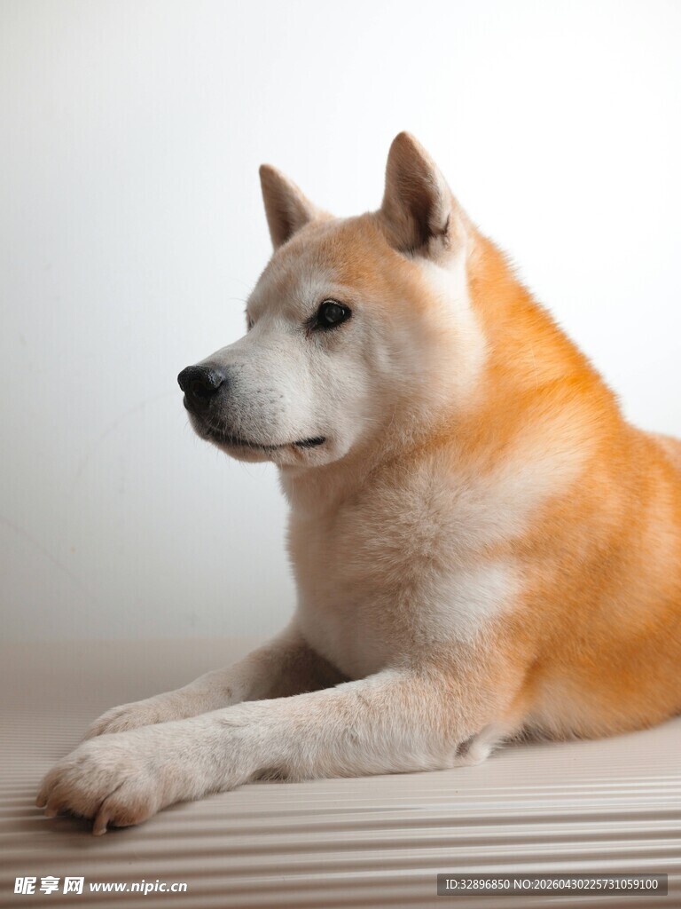 趴卧的柴犬