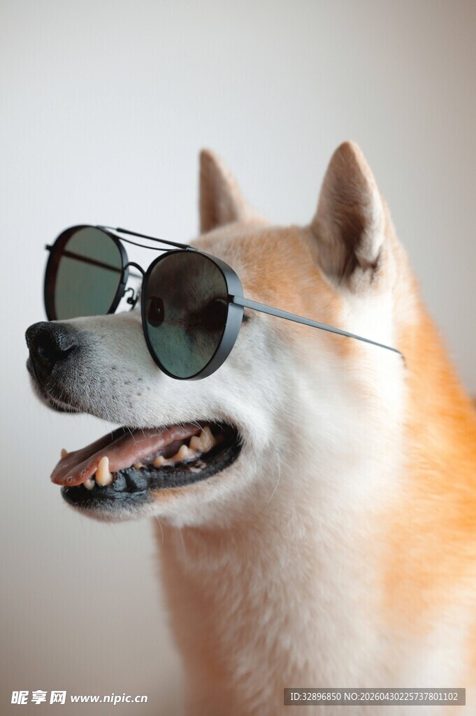 戴墨镜的俏皮柴犬