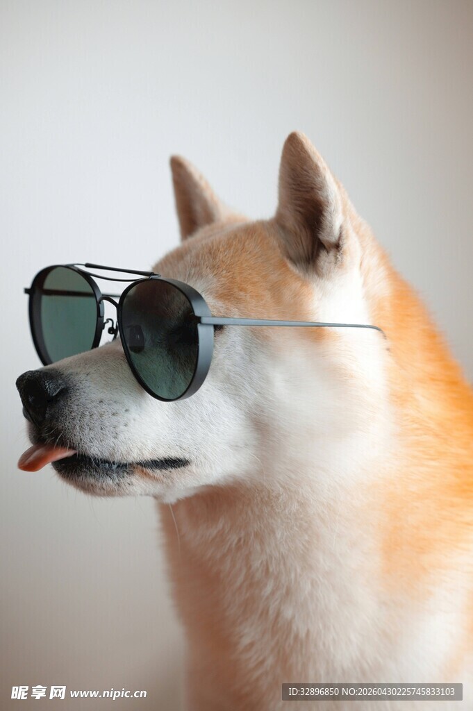 戴墨镜的俏皮柴犬